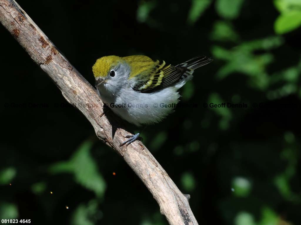 CSWA-BG_Chestnut-sided-Warbler