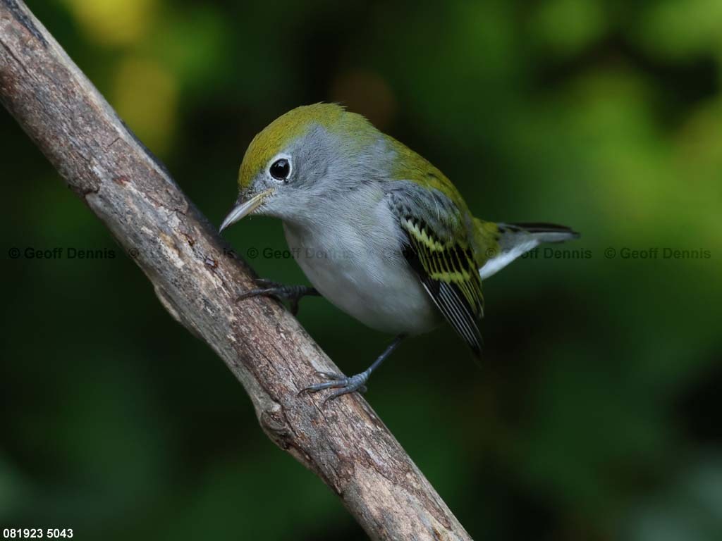CSWA-BH_Chestnut-sided-Warbler