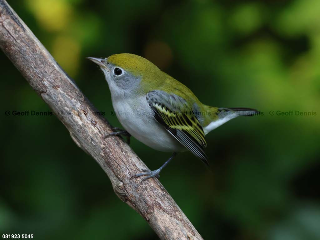 CSWA-BI_Chestnut-sided-Warbler