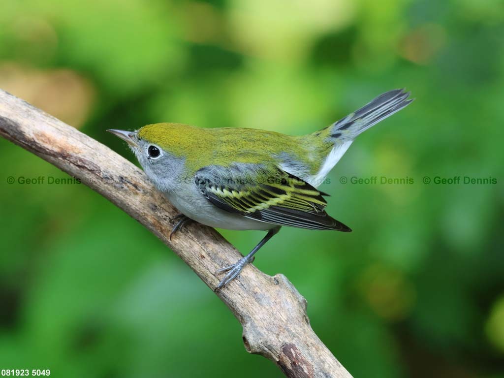 CSWA-BJ_Chestnut-sided-Warbler