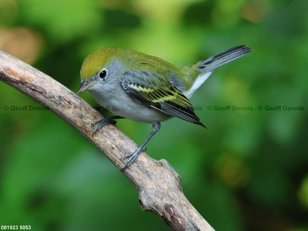 CSWA-BK_Chestnut-sided-Warbler