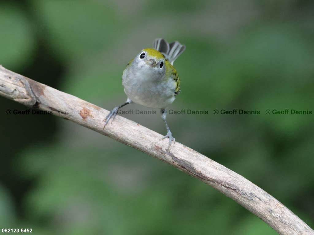 CSWA-BL_Chestnut-sided-Warbler