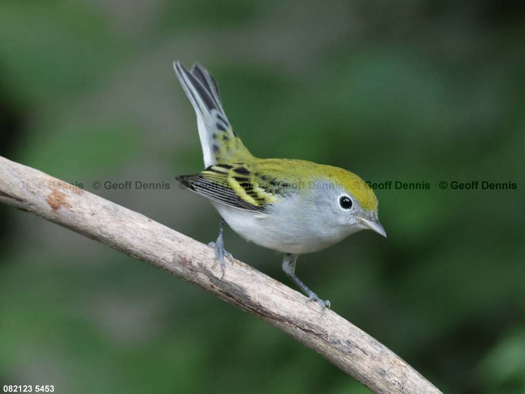 CSWA-BM_Chestnut-sided-Warbler