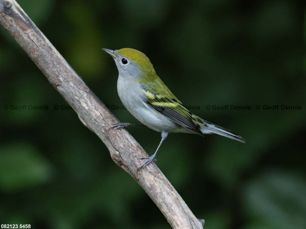 CSWA-BN_Chestnut-sided-Warbler