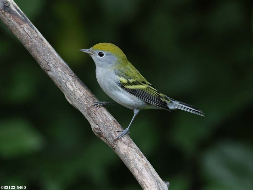 CSWA-BO_Chestnut-sided-Warbler