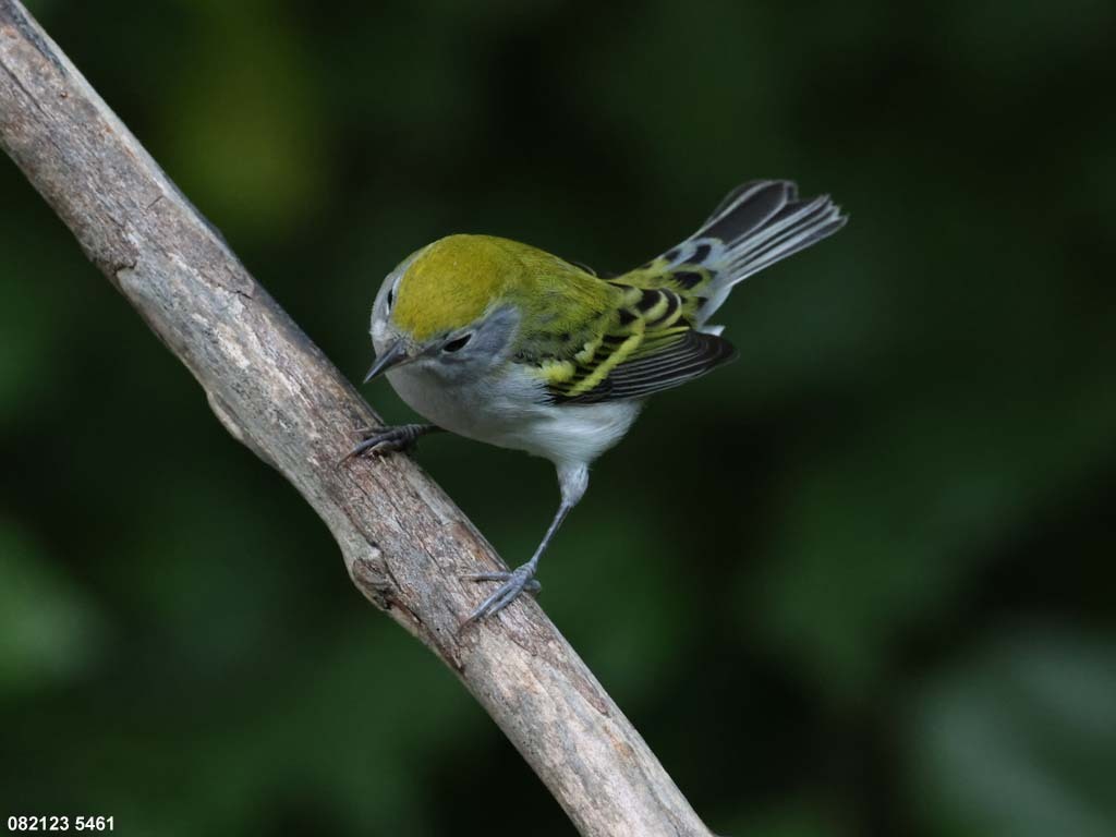 CSWA-BP_Chestnut-sided-Warbler