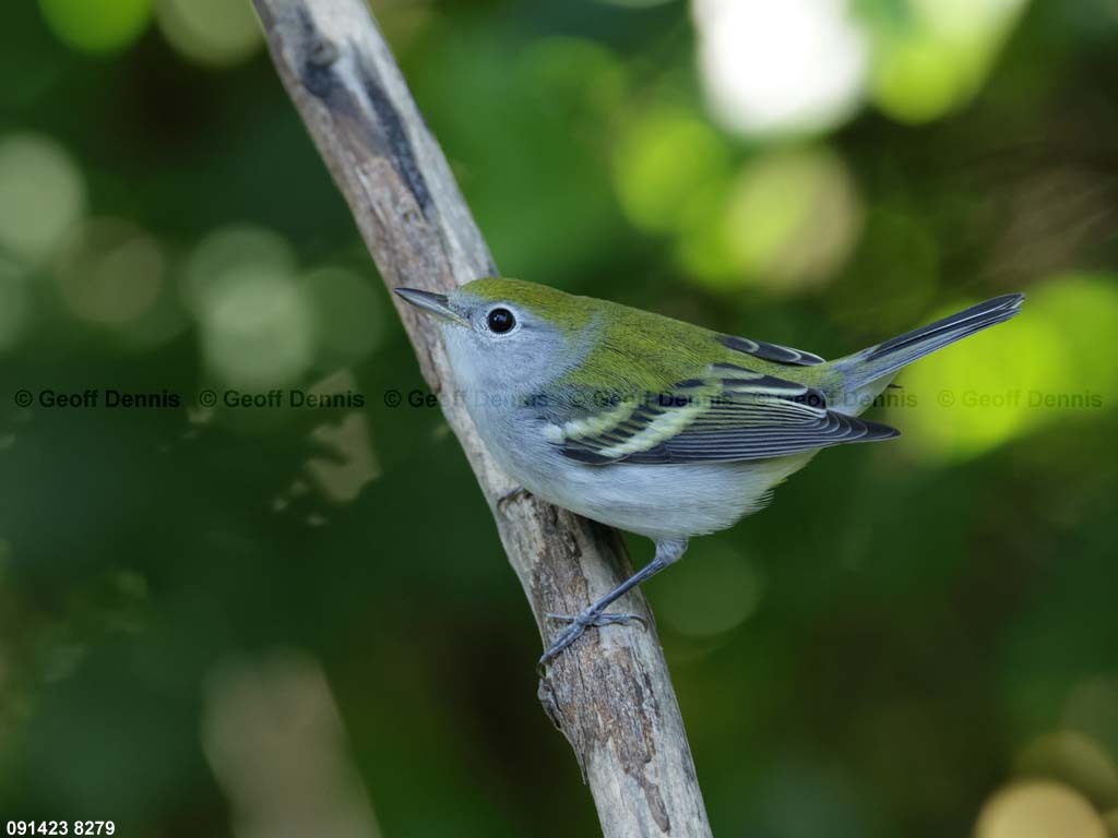 CSWA-BQ_Chestnut-sided-Warbler