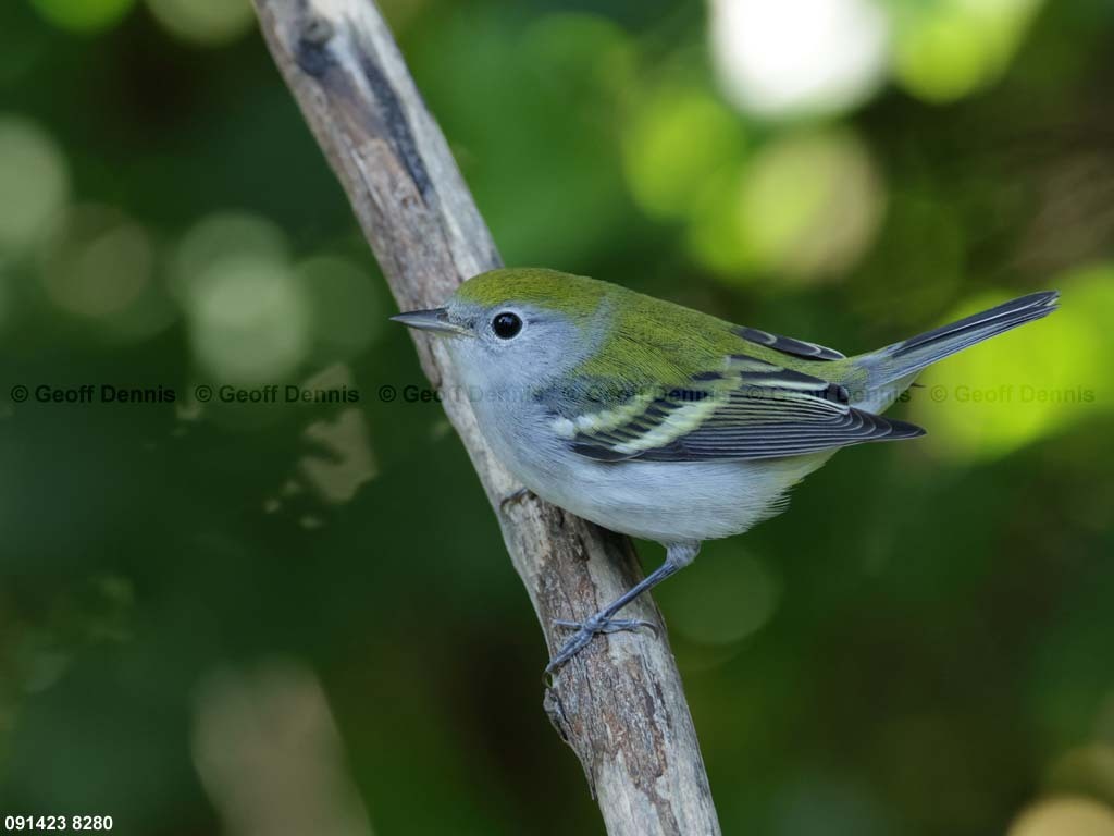 CSWA-BR_Chestnut-sided-Warbler