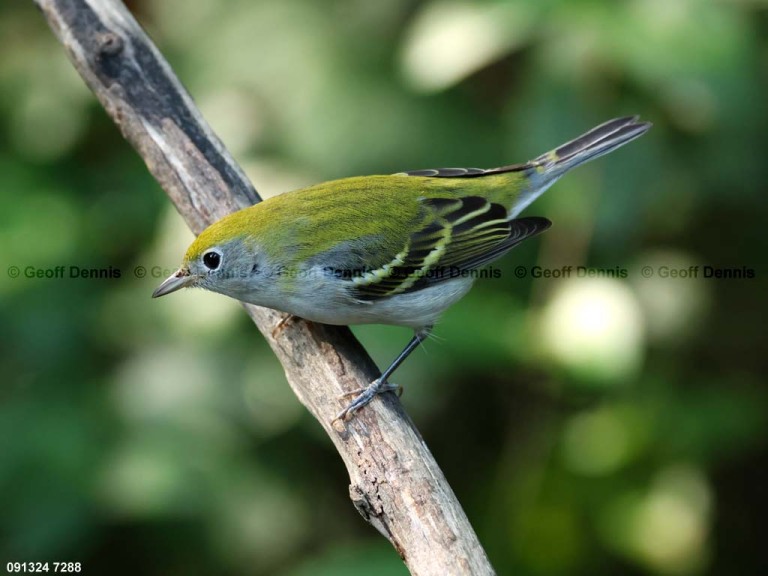 CSWA-BS_Chestnut-sided-Warbler