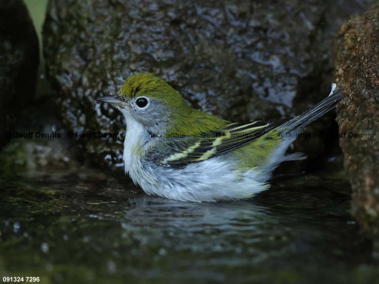 CSWA-BT_Chestnut-sided-Warbler