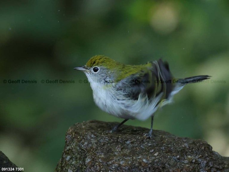 CSWA-BU_Chestnut-sided-Warbler