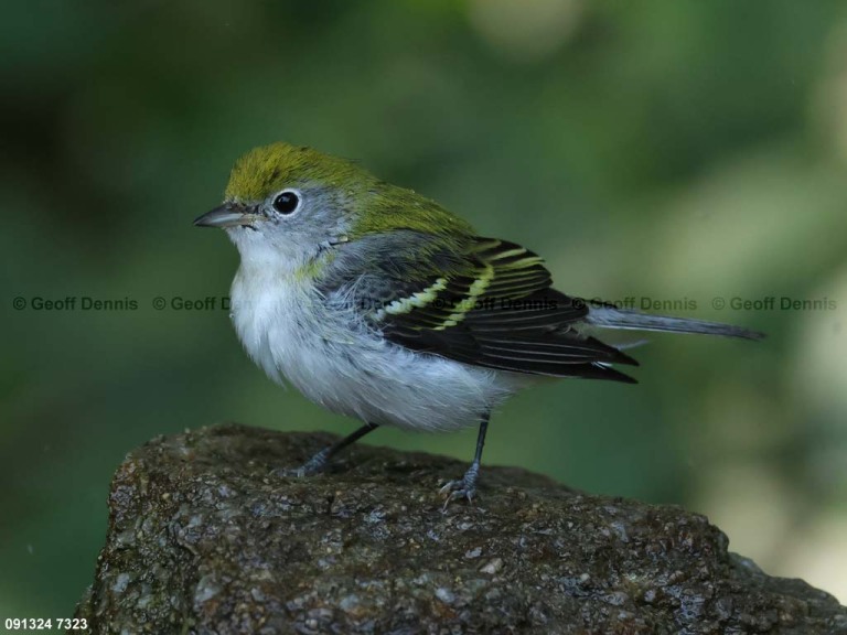 CSWA-BV_Chestnut-sided-Warbler