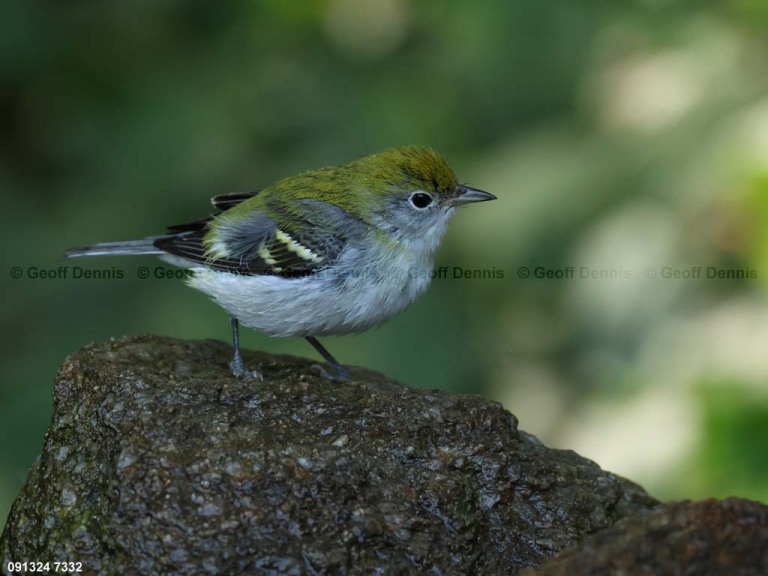 CSWA-BW_Chestnut-sided-Warbler