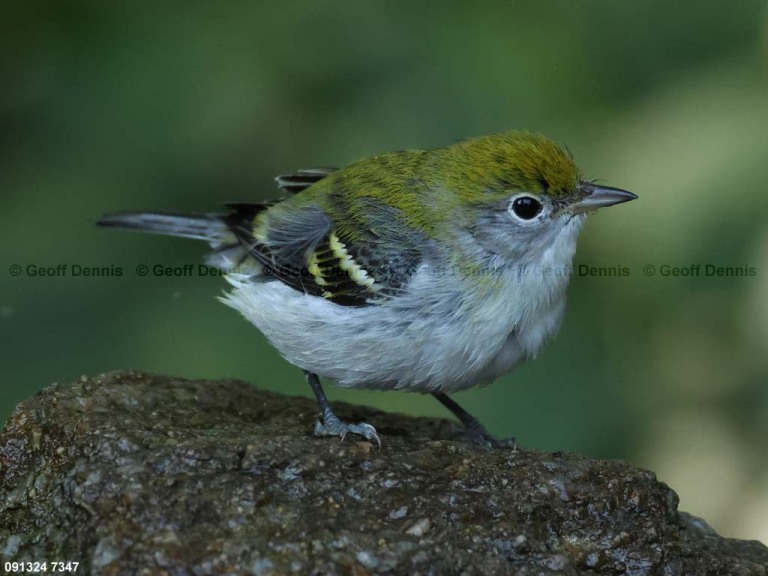 CSWA-BX_Chestnut-sided-Warbler