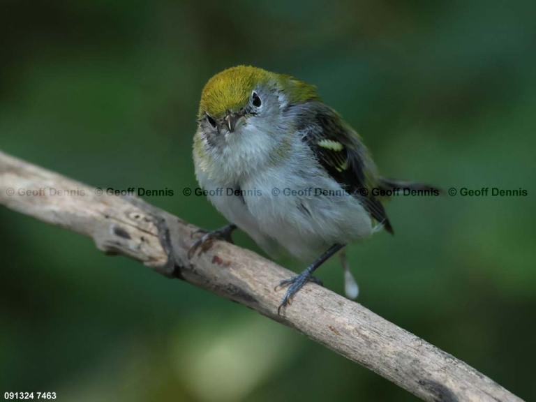 CSWA-BY_Chestnut-sided-Warbler