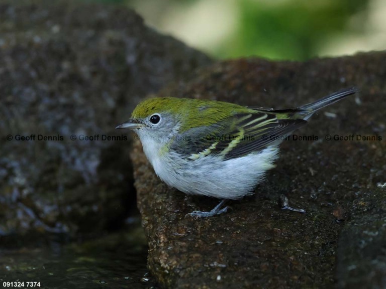 CSWA-BZ_Chestnut-sided-Warbler