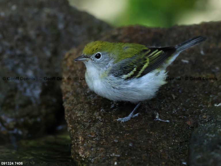 CSWA-CA_Chestnut-sided-Warbler