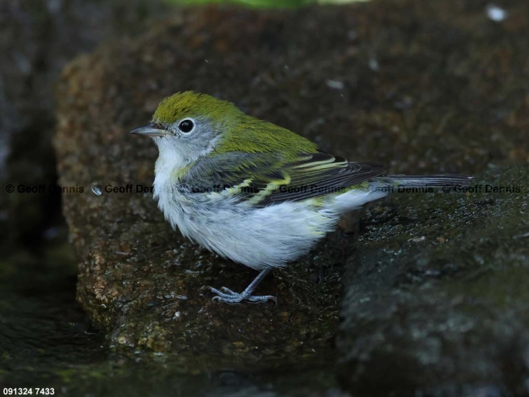 CSWA-CB_Chestnut-sided-Warbler