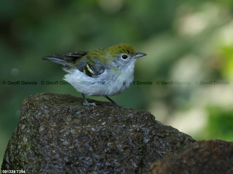 CSWA-CC_Chestnut-sided-Warbler