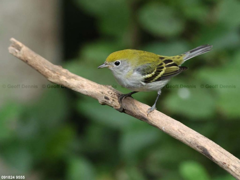 CSWA-CD_Chestnut-sided-Warbler