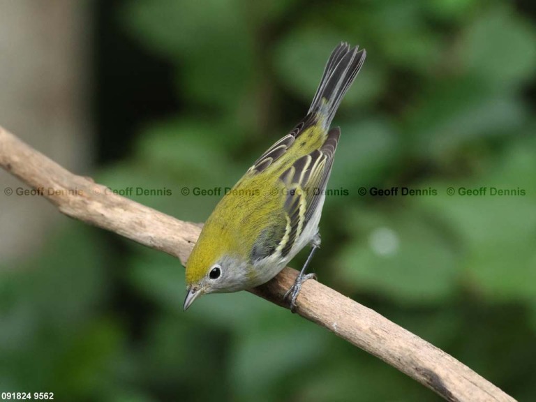 CSWA-CE_Chestnut-sided-Warbler