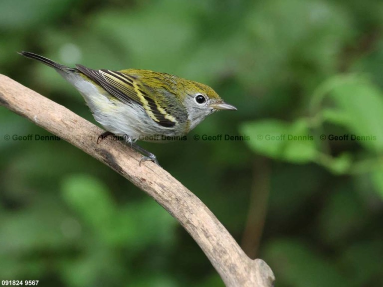 CSWA-CF_Chestnut-sided-Warbler