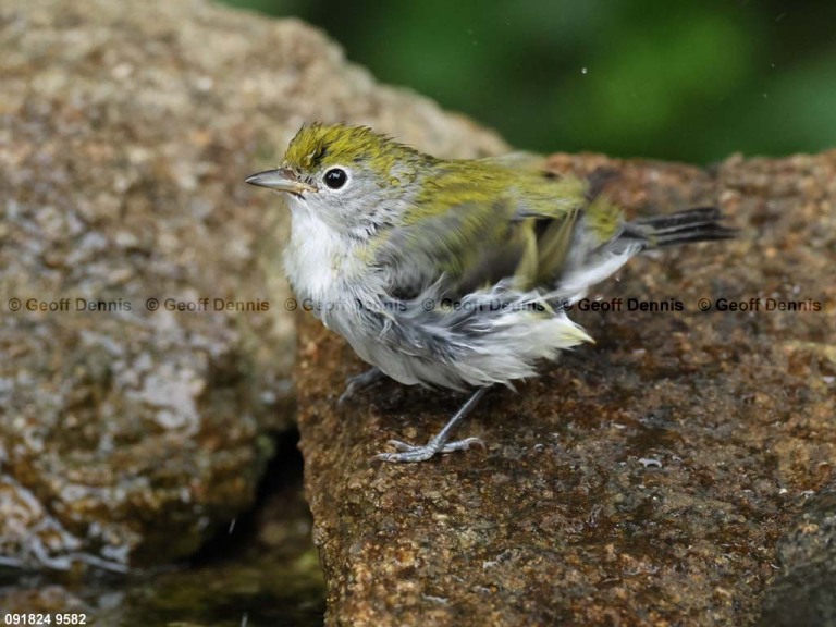 CSWA-CG_Chestnut-sided-Warbler