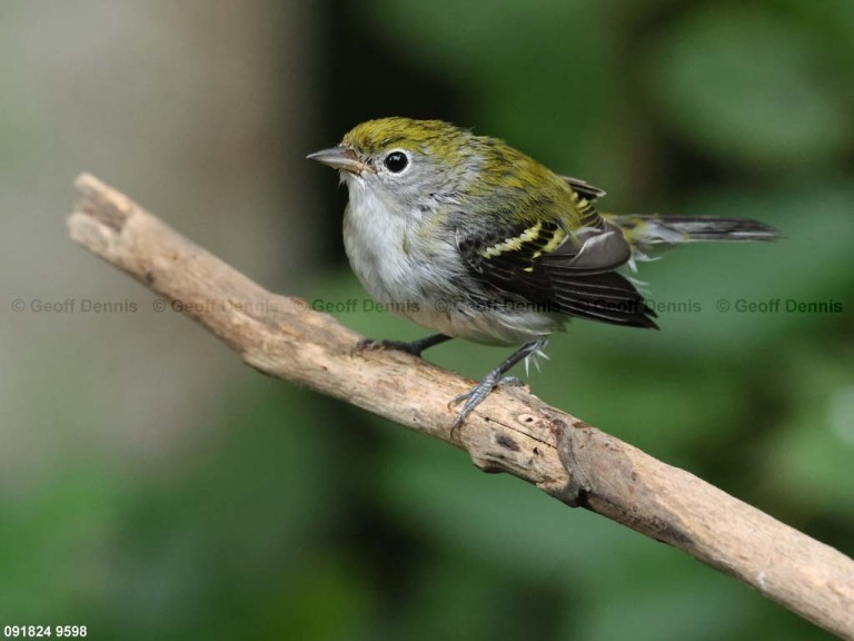 CSWA-CH_Chestnut-sided-Warbler