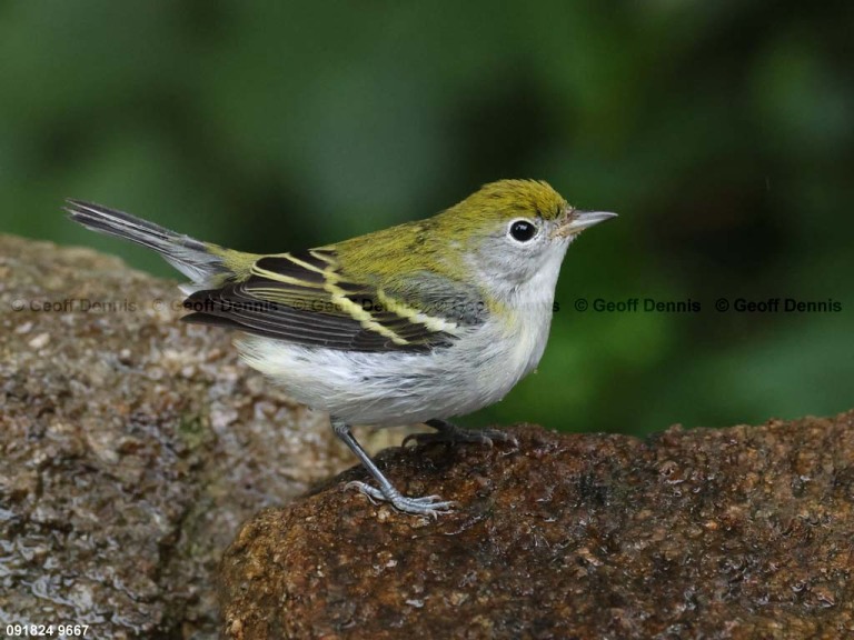 CSWA-CI_Chestnut-sided-Warbler