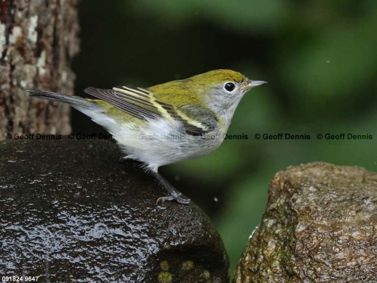 CSWA-CJ_Chestnut-sided-Warbler