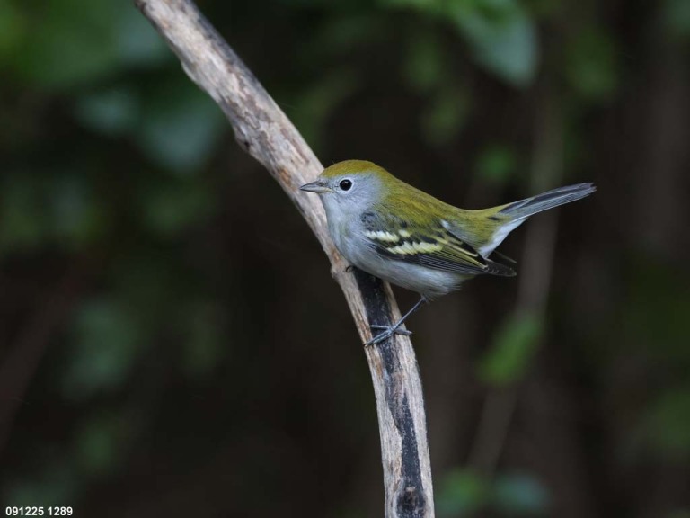 CSWA-CK_Chestnut-sided-Warbler