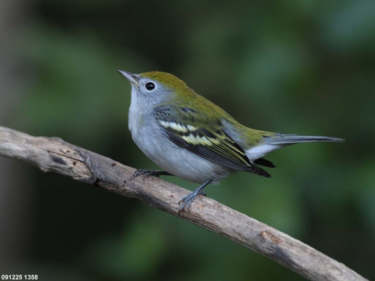 CSWA-CL_Chestnut-sided-Warbler