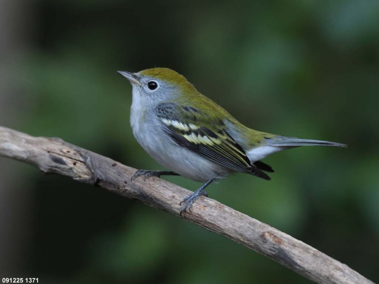 CSWA-CM_Chestnut-sided-Warbler