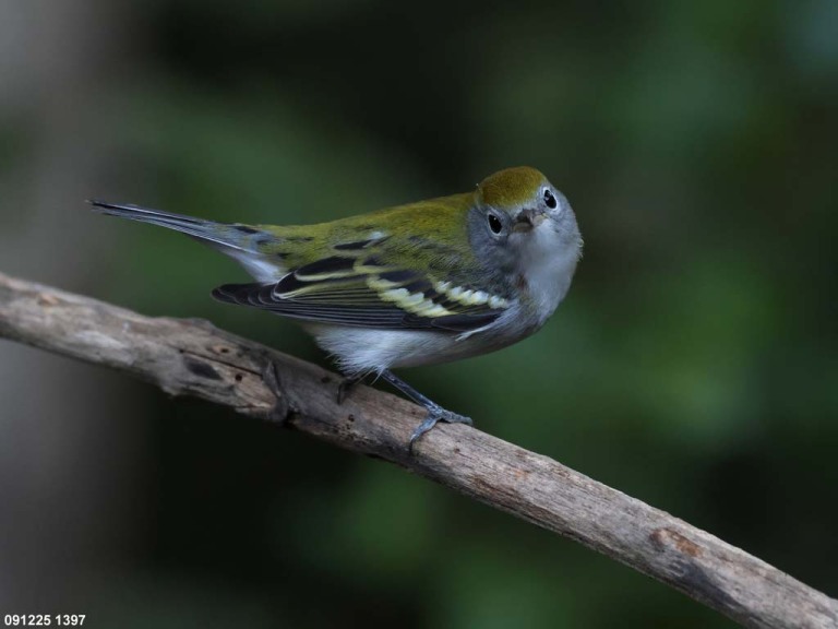 CSWA-CN_Chestnut-sided-Warbler