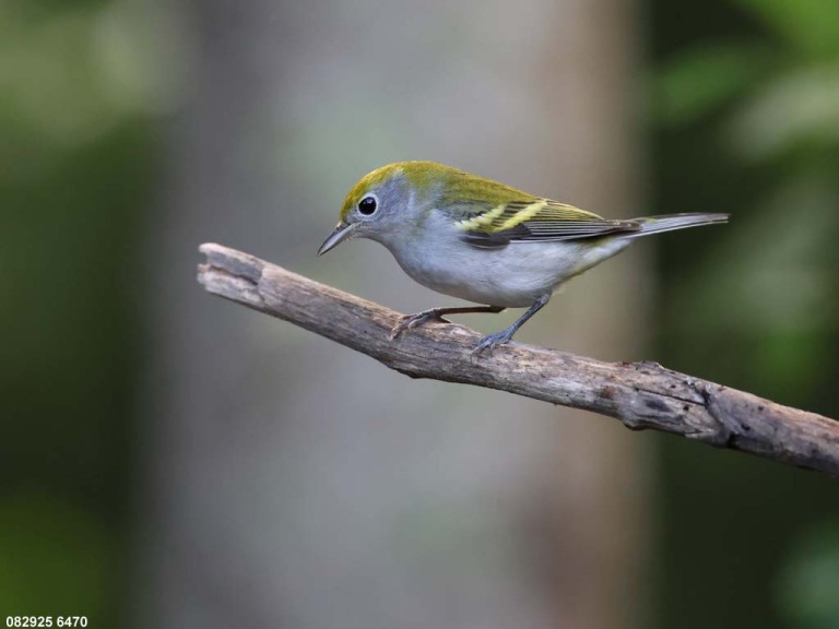 CSWA-CO_Chestnut-sided-Warbler