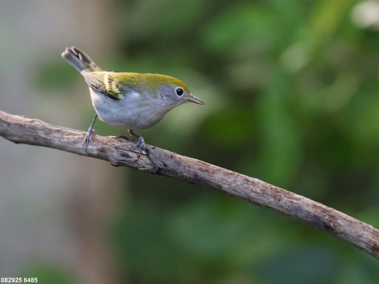 CSWA-CP_Chestnut-sided-Warbler