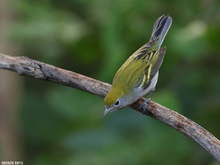 CSWA-CQ_Chestnut-sided-Warbler