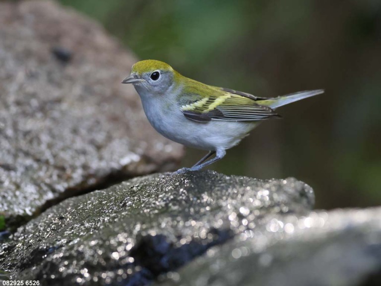 CSWA-CR_Chestnut-sided-Warbler