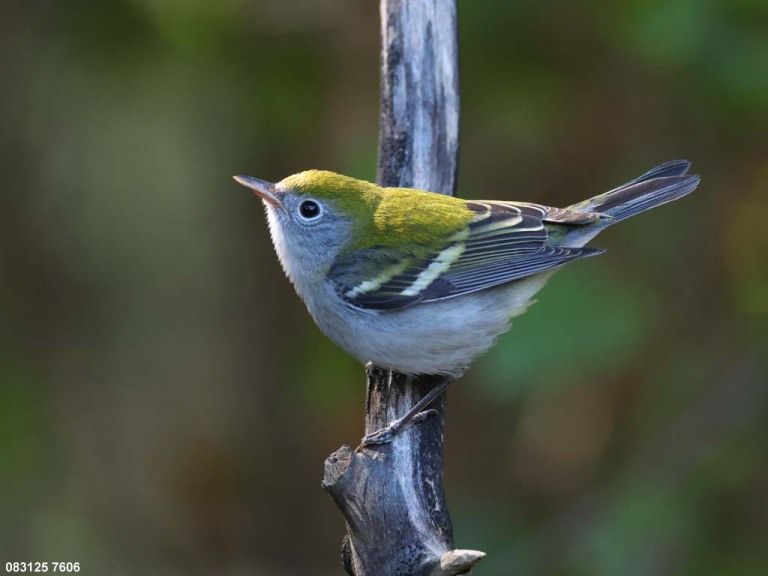 CSWA-CS_Chestnut-sided-Warbler