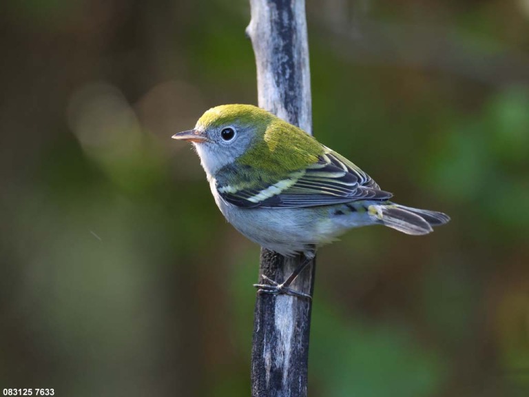 CSWA-CT_Chestnut-sided-Warbler
