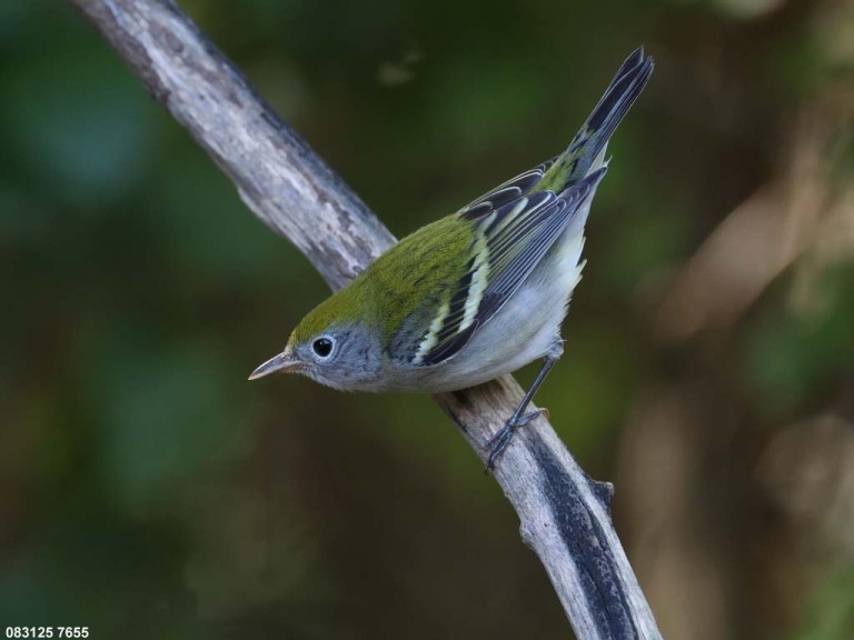 CSWA-CU_Chestnut-sided-Warbler