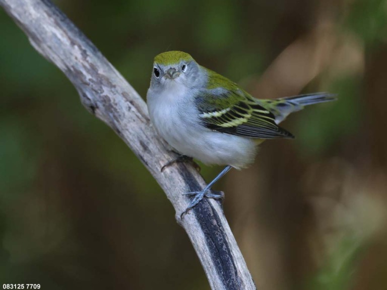 CSWA-CV_Chestnut-sided-Warbler