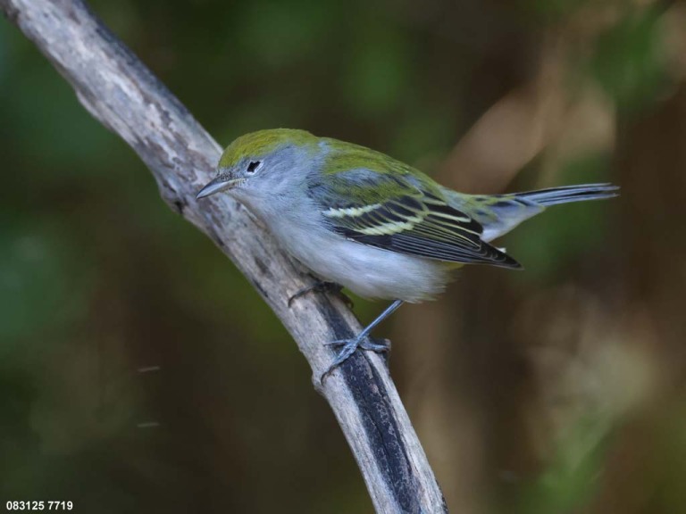 CSWA-CW_Chestnut-sided-Warbler