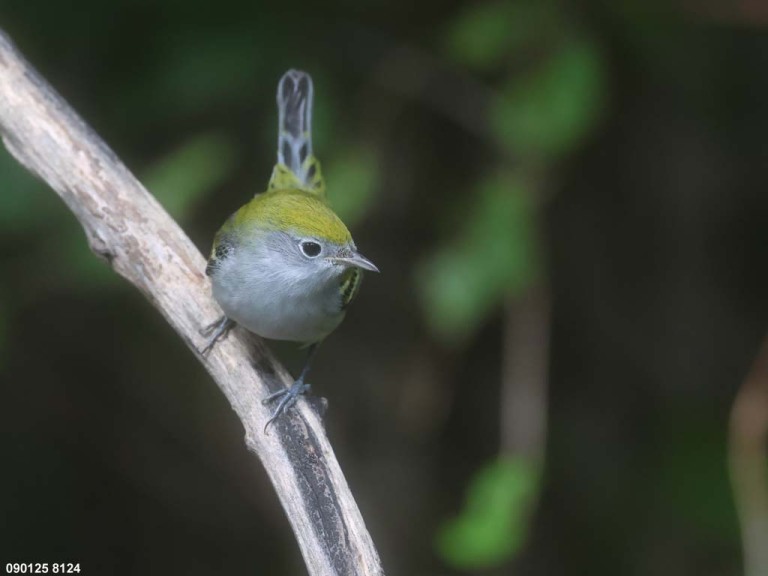 CSWA-CX_Chestnut-sided-Warbler