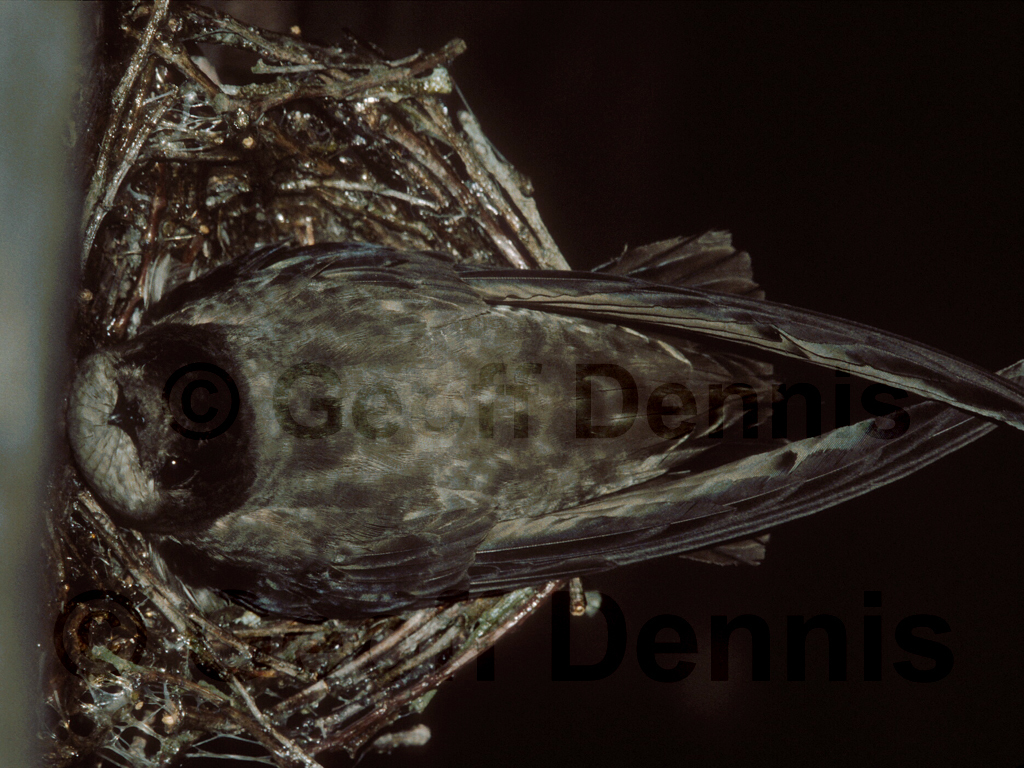 CHSW-AA_Chimney-Swift