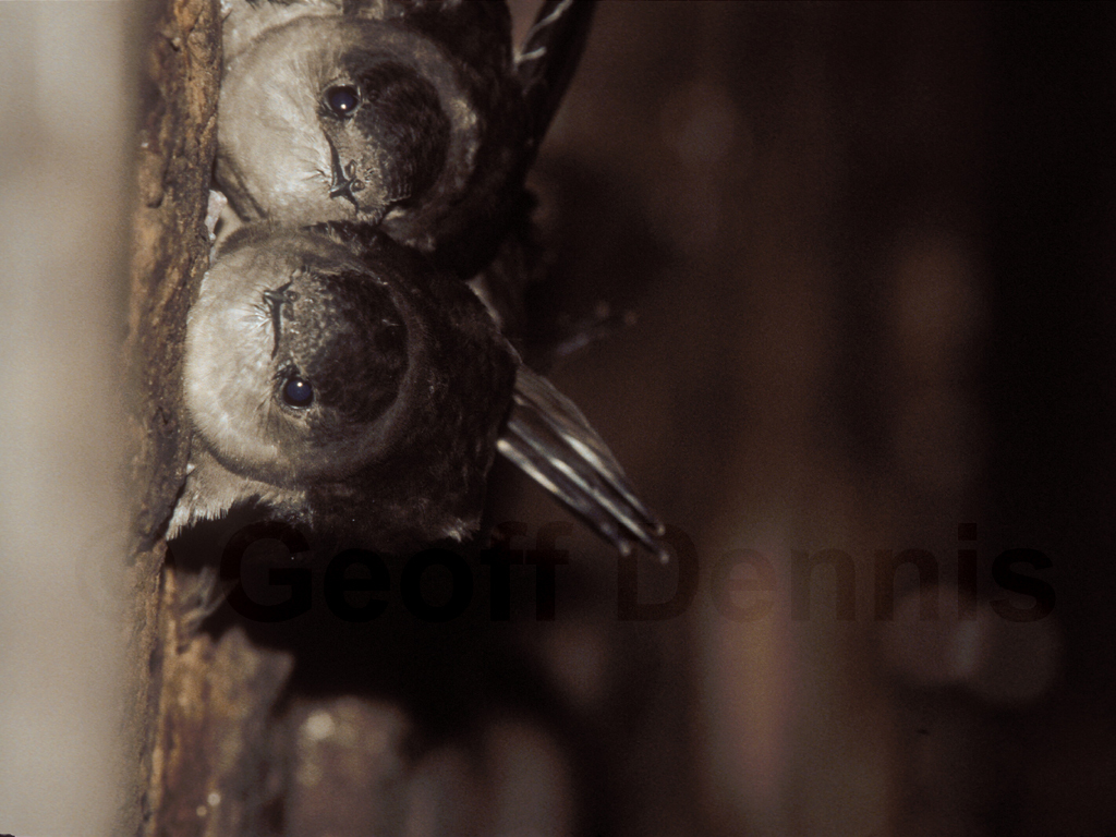 CHSW-AB_Chimney-Swift