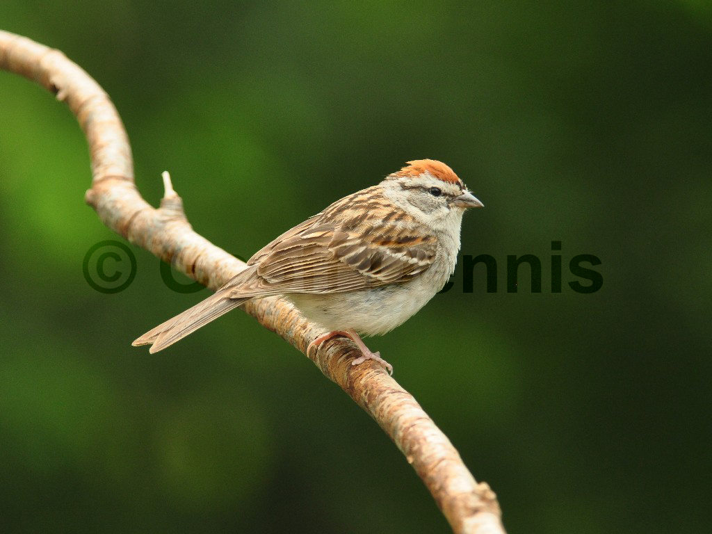 CHSP-AA_Chipping-Sparrow