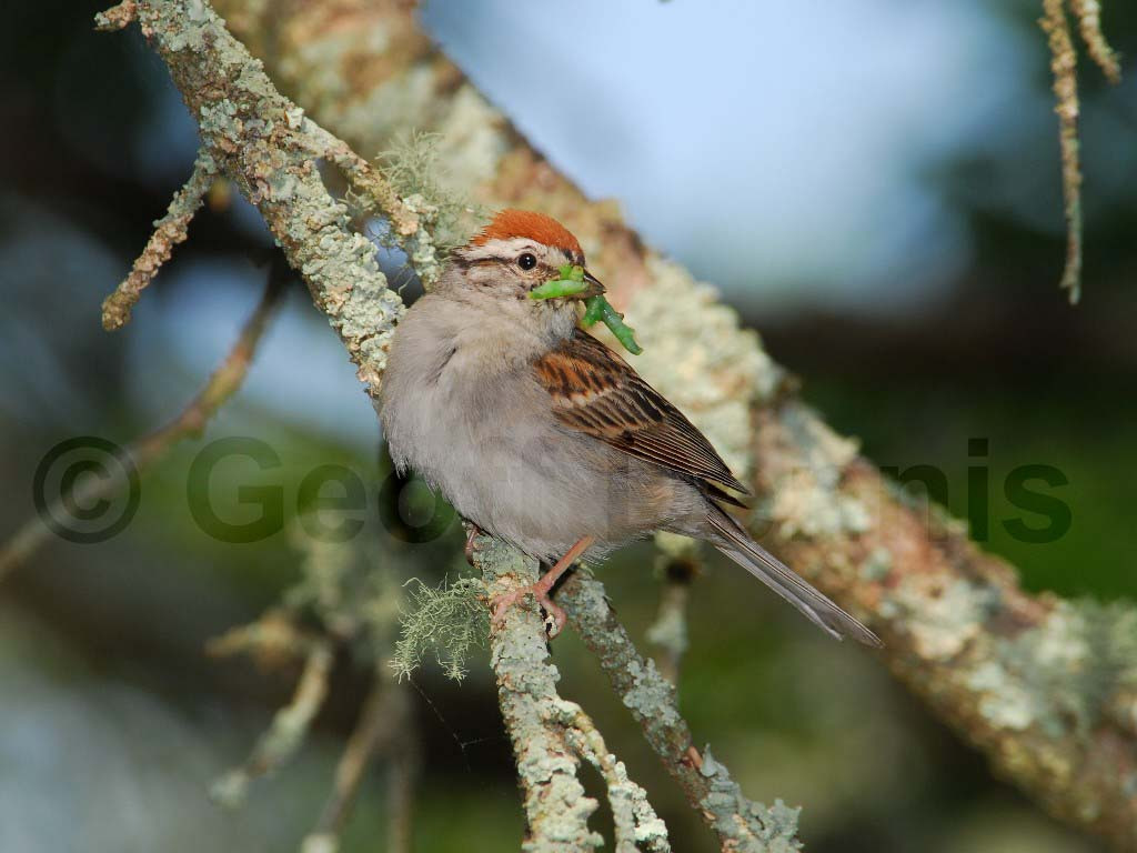 CHSP-AB_Chipping-Sparrow