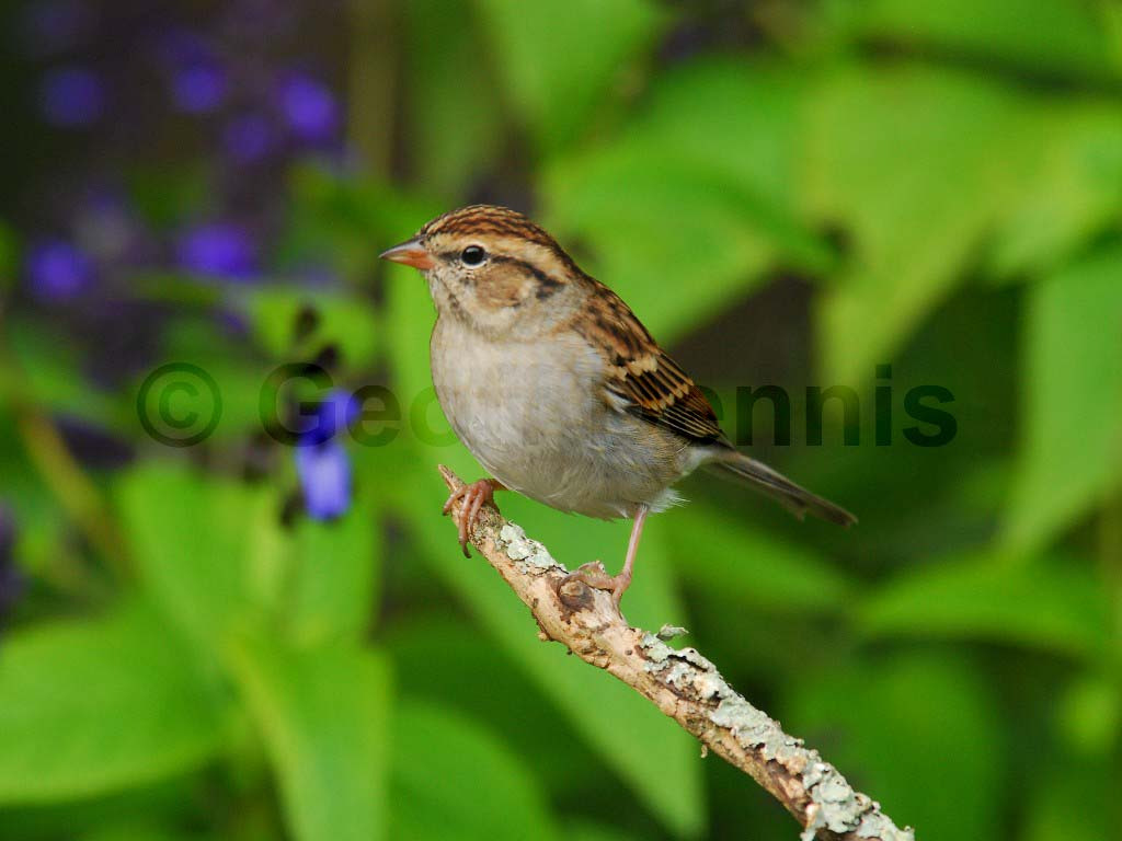 CHSP-AC_Chipping-Sparrow