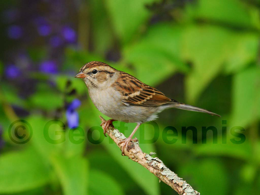 CHSP-AD_Chipping-Sparrow